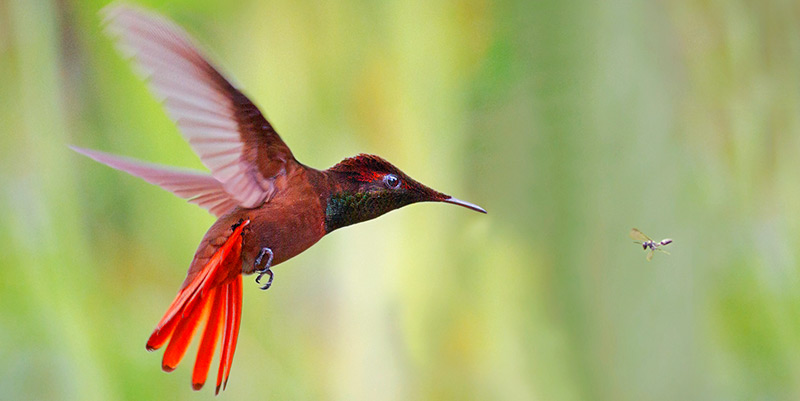 Ruby-Topaz hummingbird