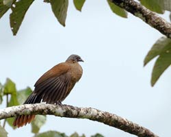 Rufus-vented Chacalaca