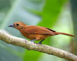 White-lined Tanager female