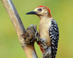 Red-crowned Woodpecker male
