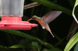 Rufous-breasted hermit