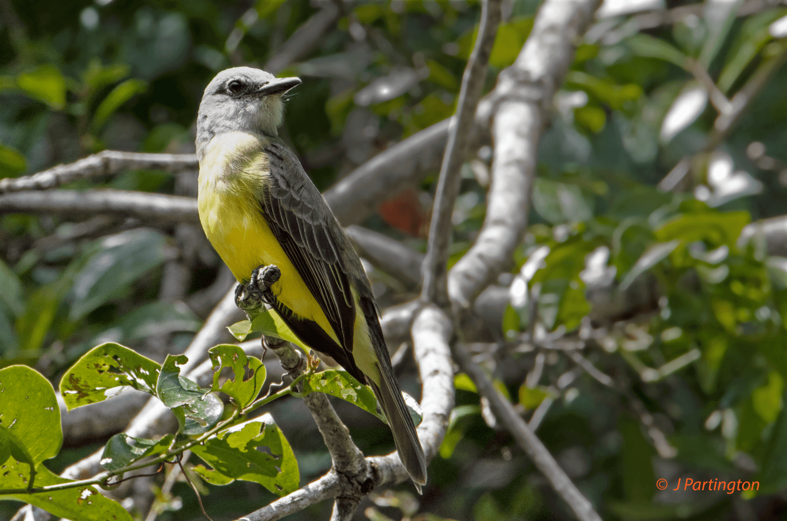Smooth-billed Anis