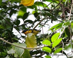 ) Violaceous Euphonia male